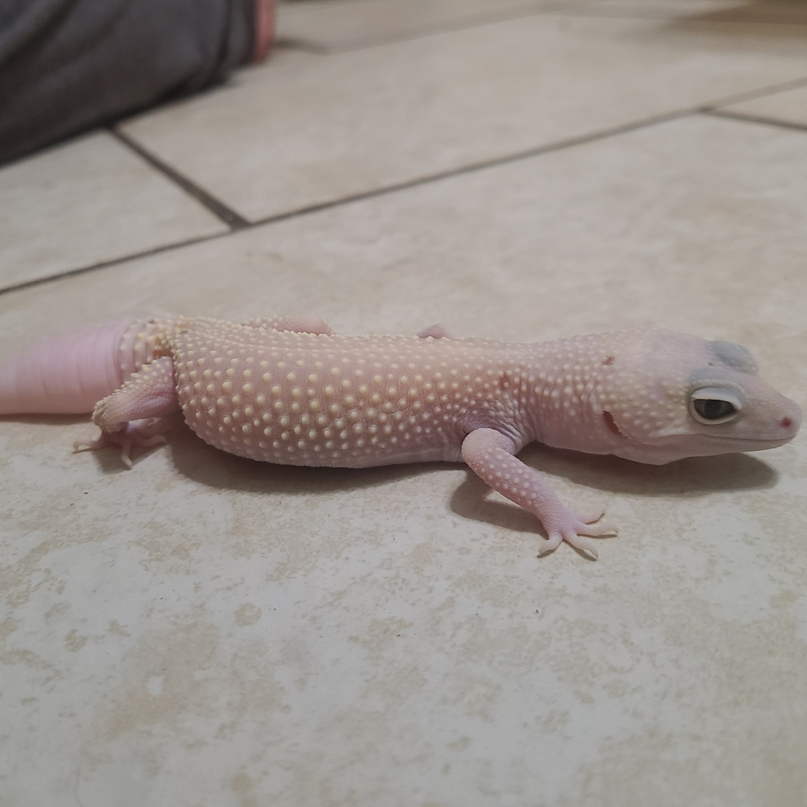 Ghost, a Adoptable Gecko image 3/6