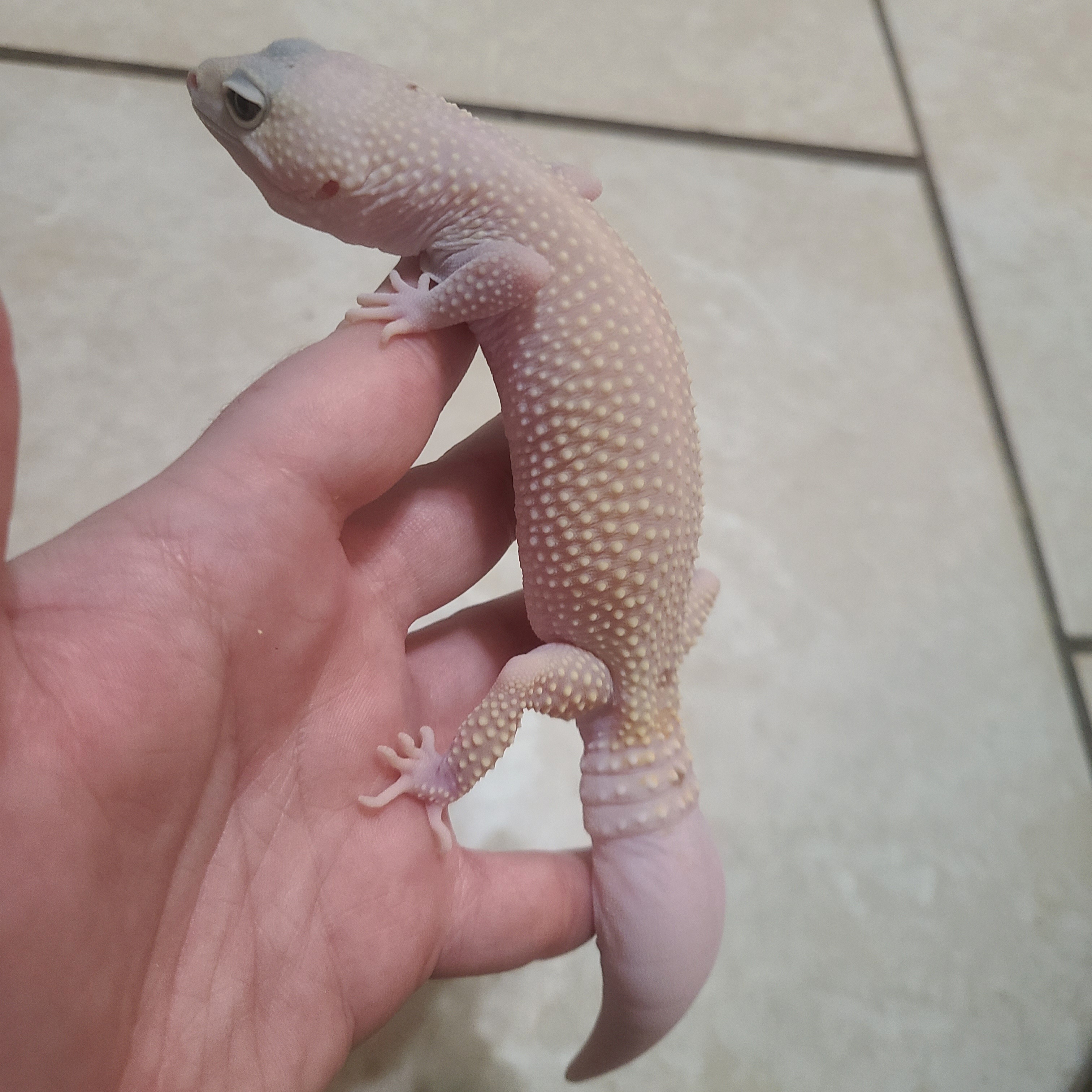 Ghost, a Adoptable Gecko image 5/6