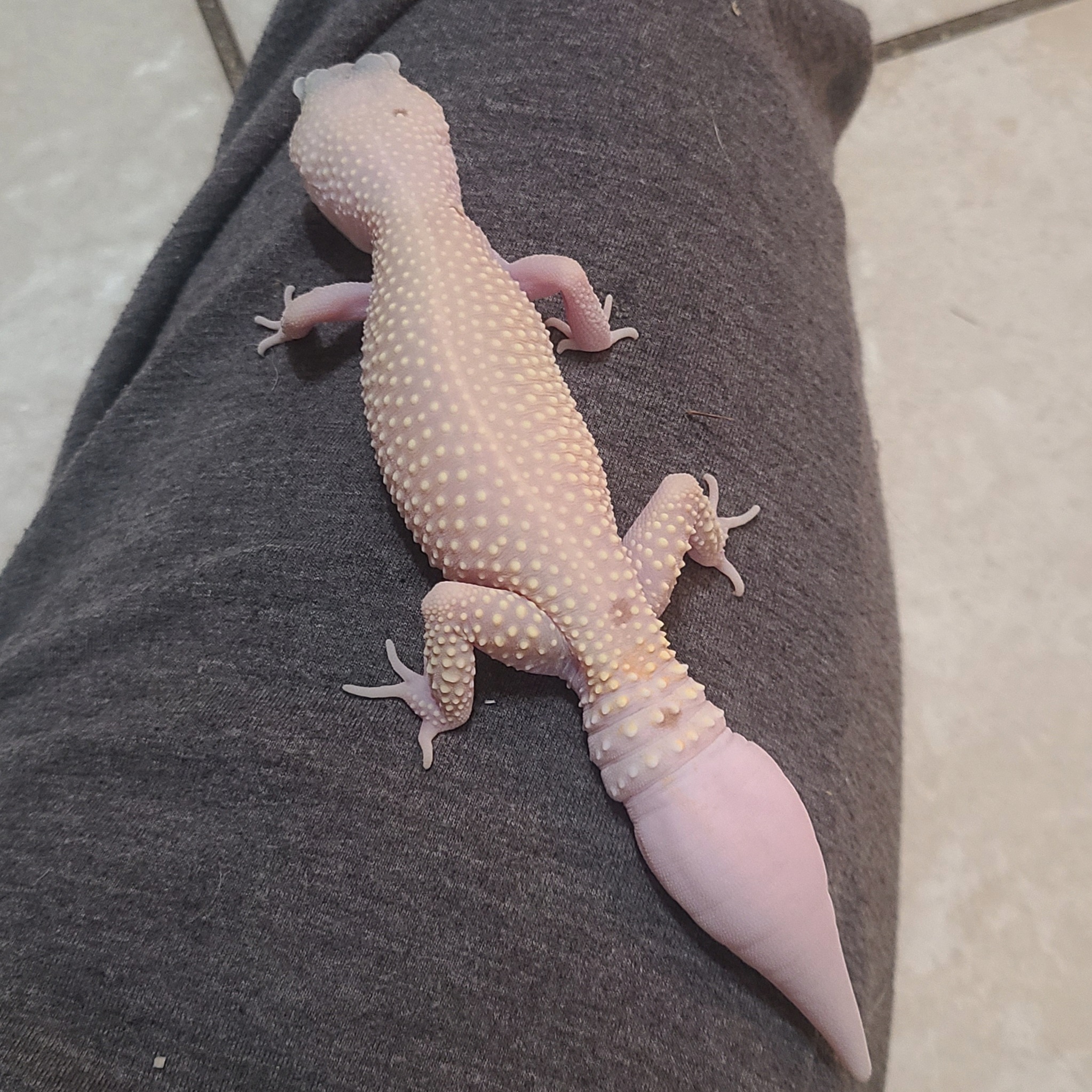 Ghost, a Adoptable Gecko image 6/6