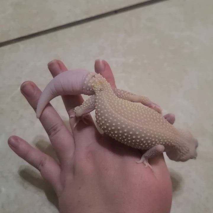Enlarge Ghost, a Adoptable Gecko video 2/6