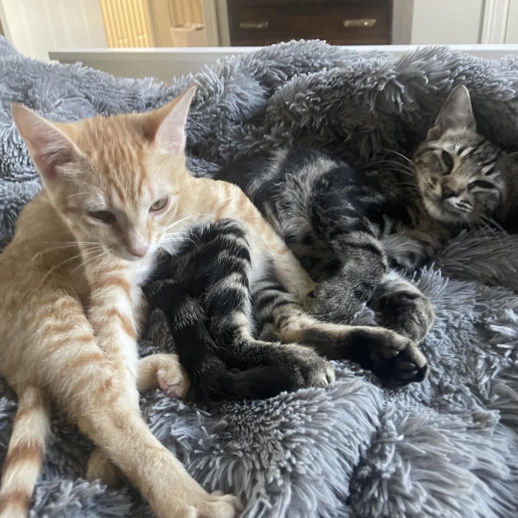 Berb, Adoptable, Kitten Female Domestic Short Hair.