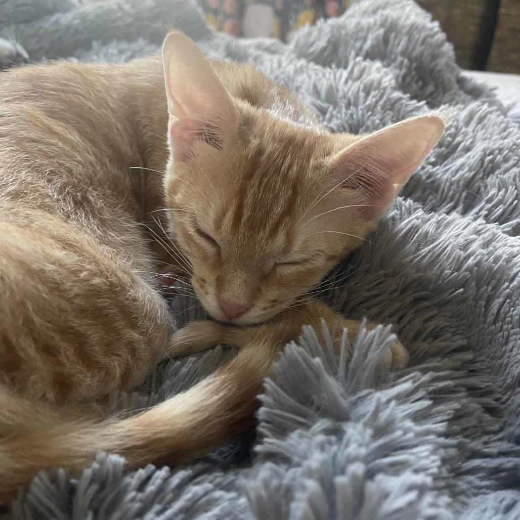 Enlarge Berb, a Adoptable Domestic Short Hair in Austin, TX image 2/6