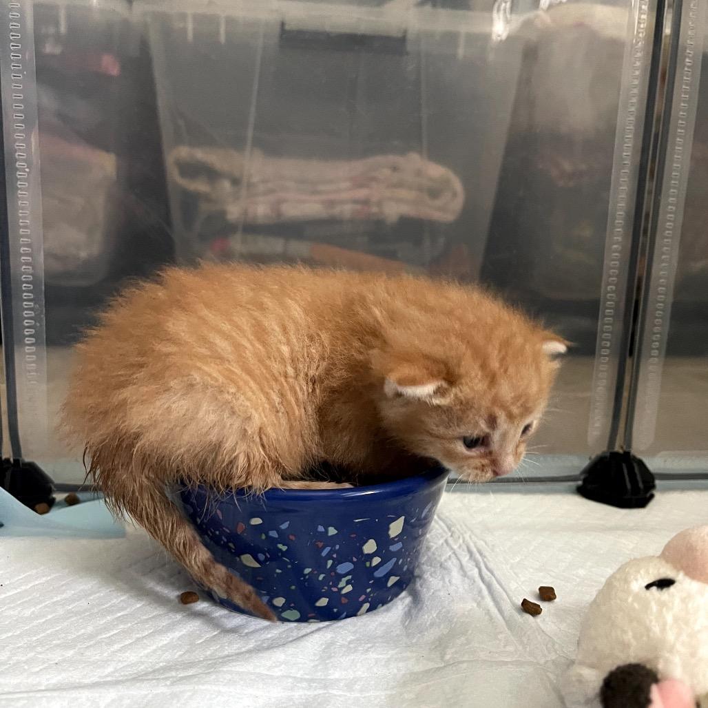 Enlarge Berb, a Adoptable Domestic Short Hair in Austin, TX image 5/6