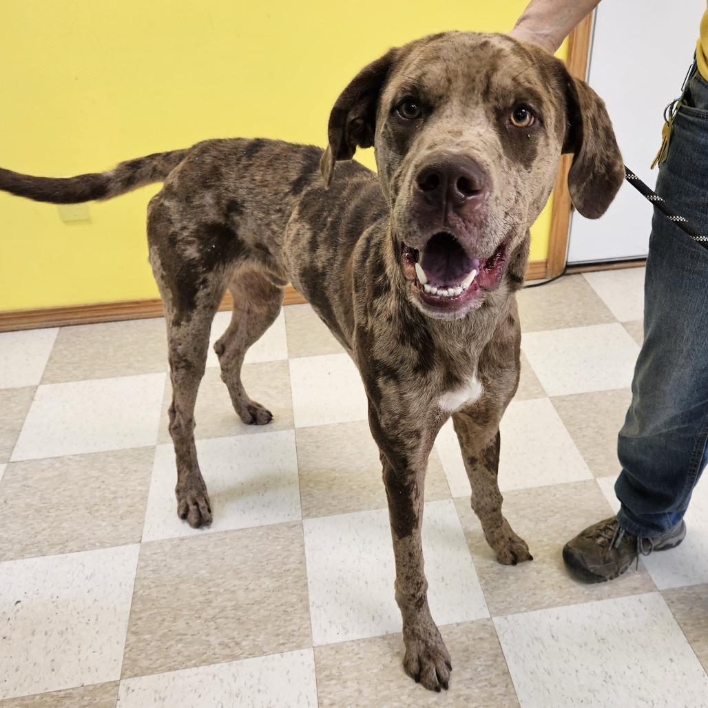 Gandalf, Adoptable, Adult Male Great Dane & Catahoula Leopard Dog.