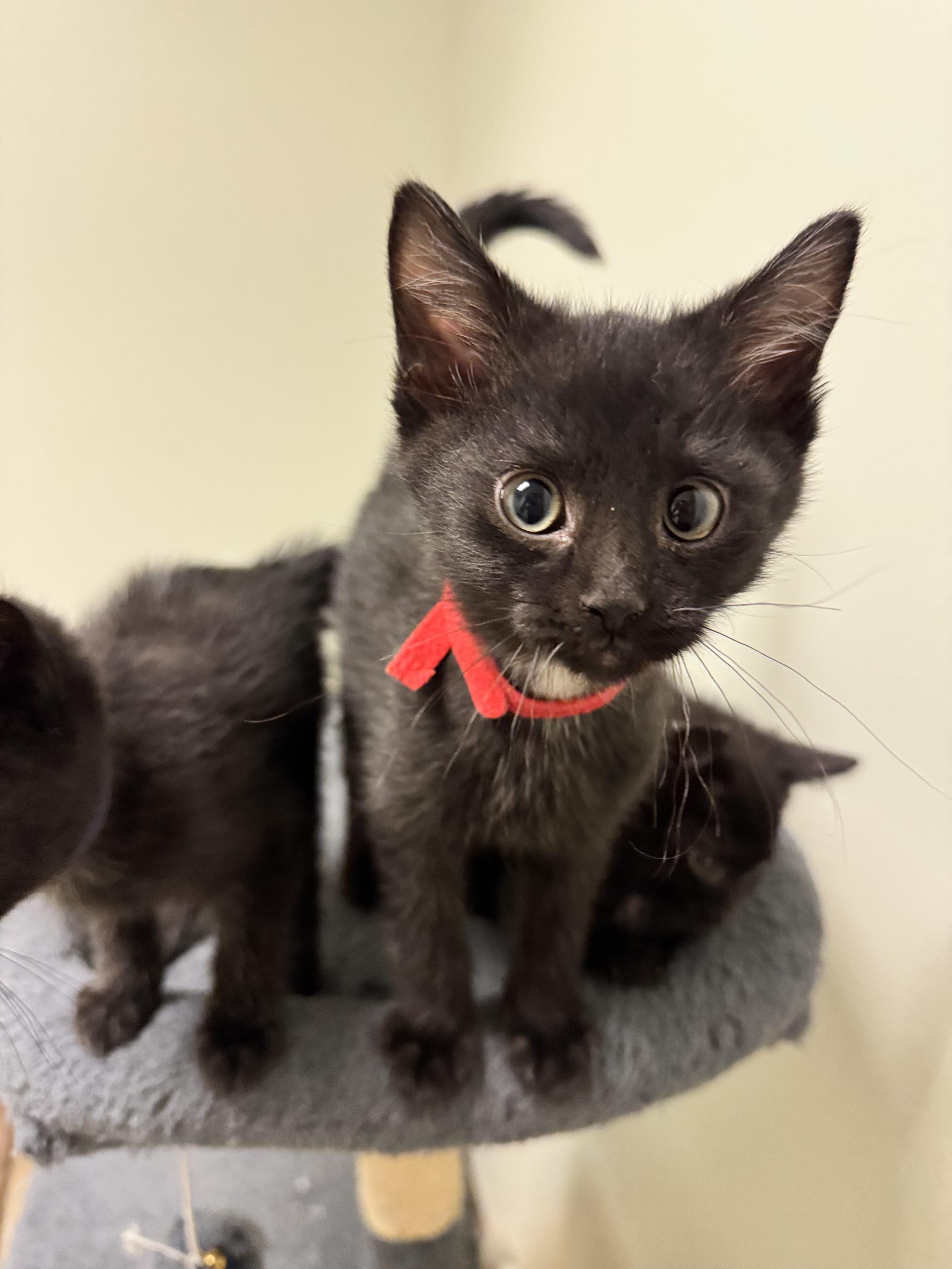 Tot, an adopted Domestic Short Hair in Dodgeville, WI image 4/4