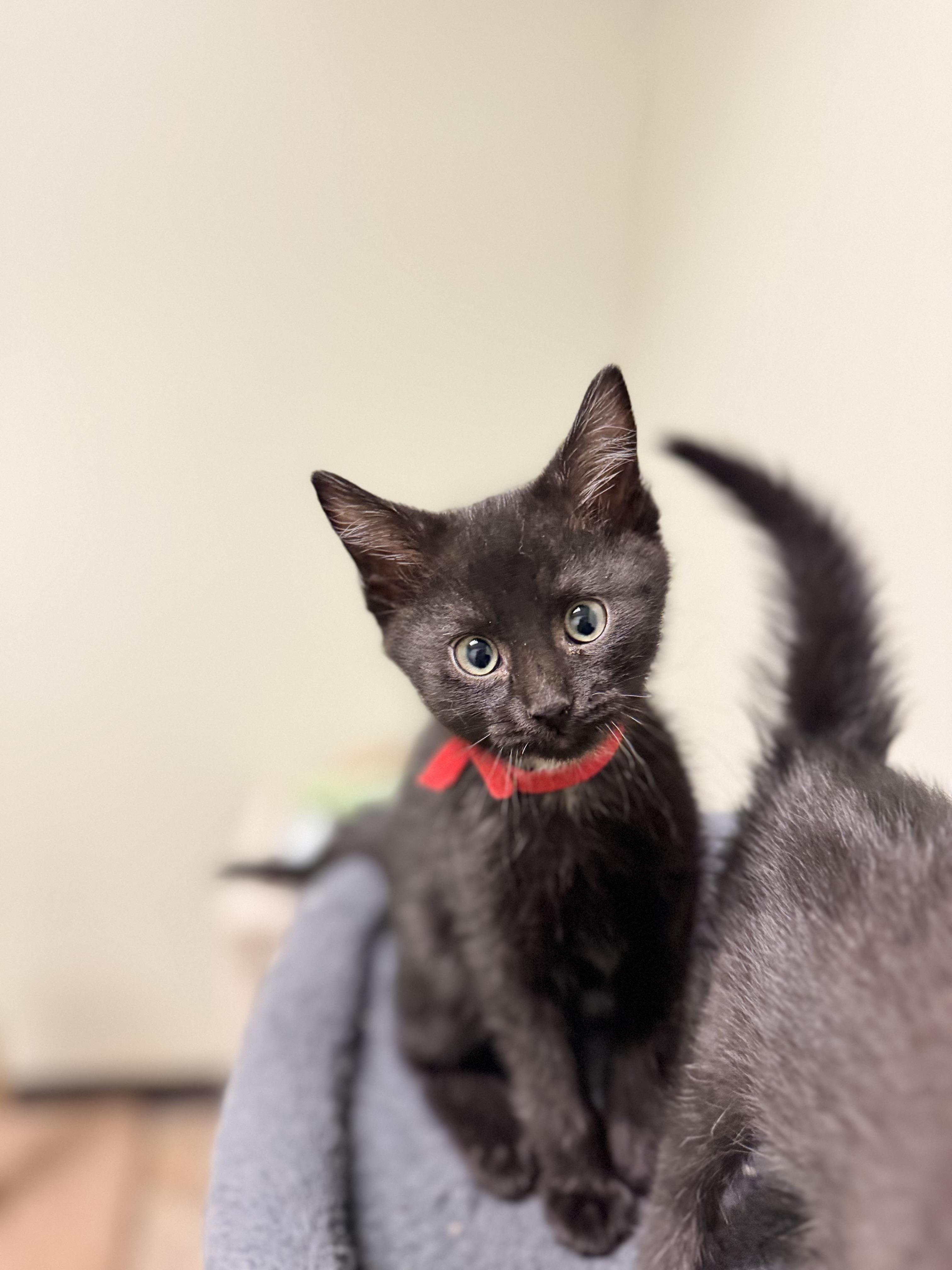 Tot, adopted, Kitten Male Domestic Short Hair.