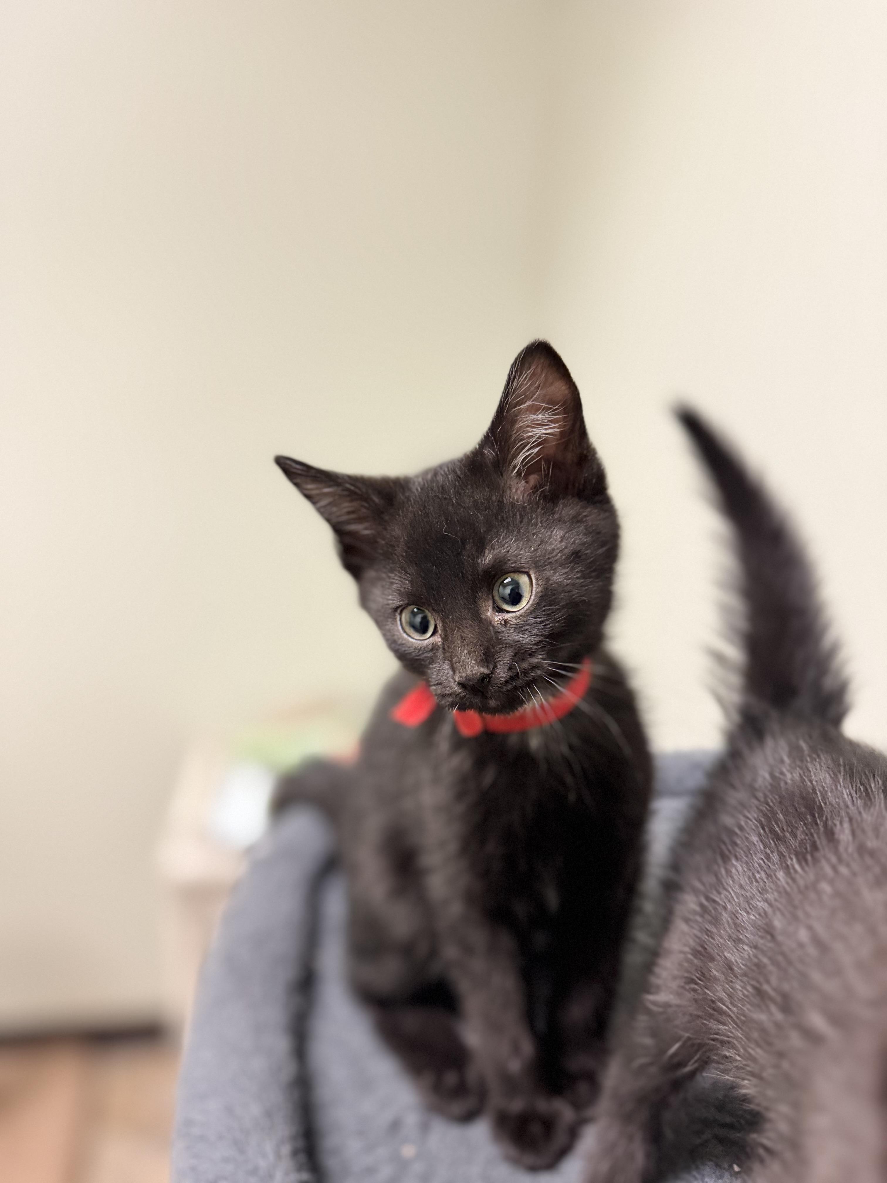 Tot, an adopted Domestic Short Hair in Dodgeville, WI image 2/4