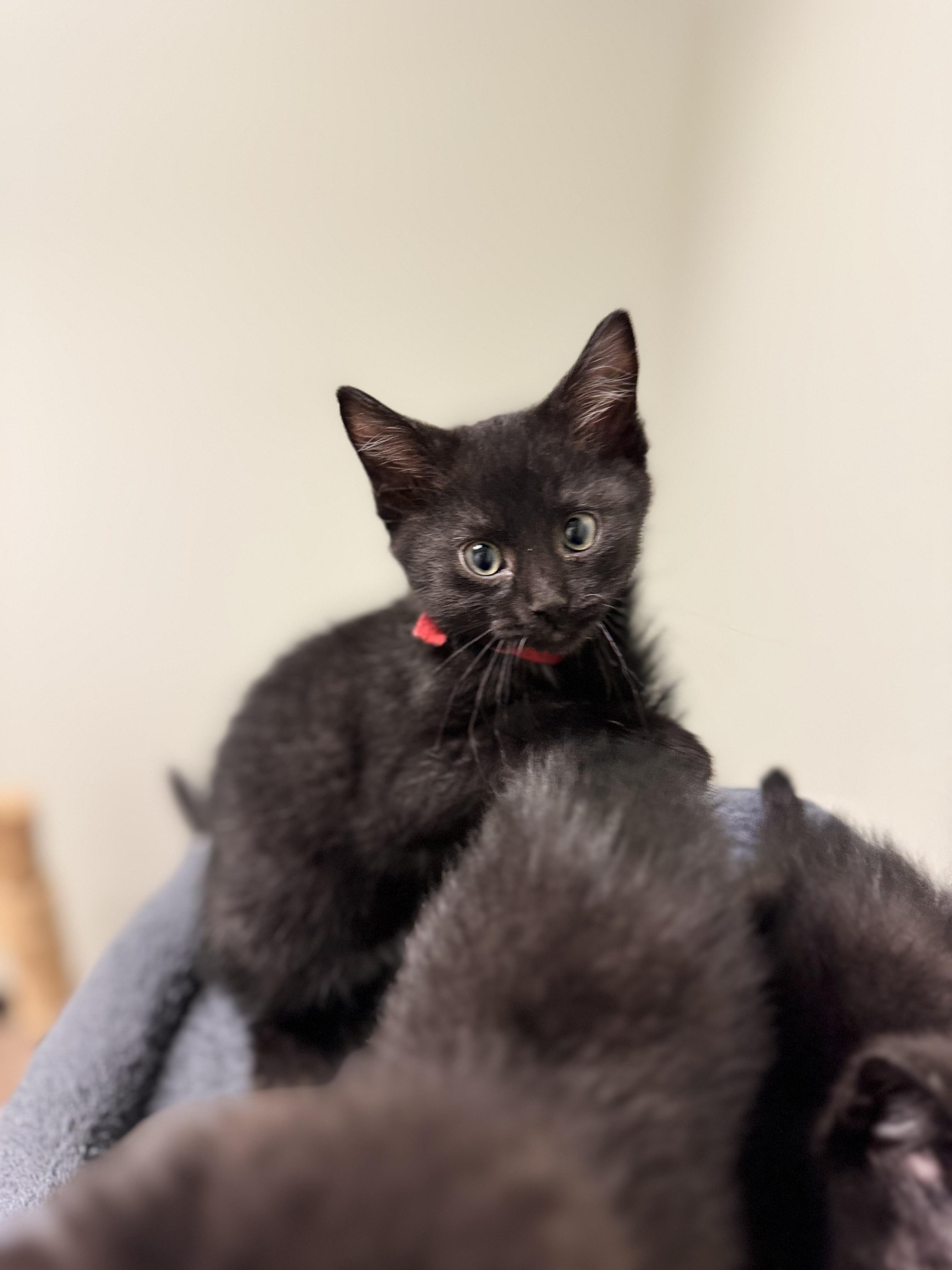 Tot, an adopted Domestic Short Hair in Dodgeville, WI image 3/4