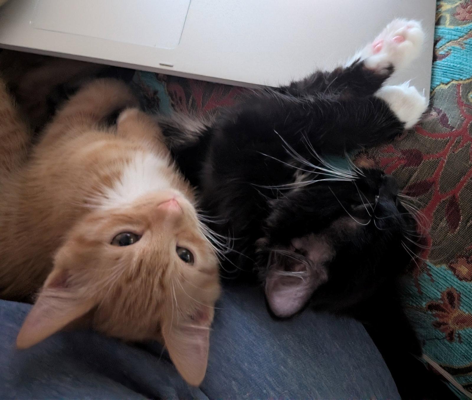 Enlarge Buddy Brothers Newt and Jonesy, a Adopted mixed breed in Hillsboro, OR image 1/3