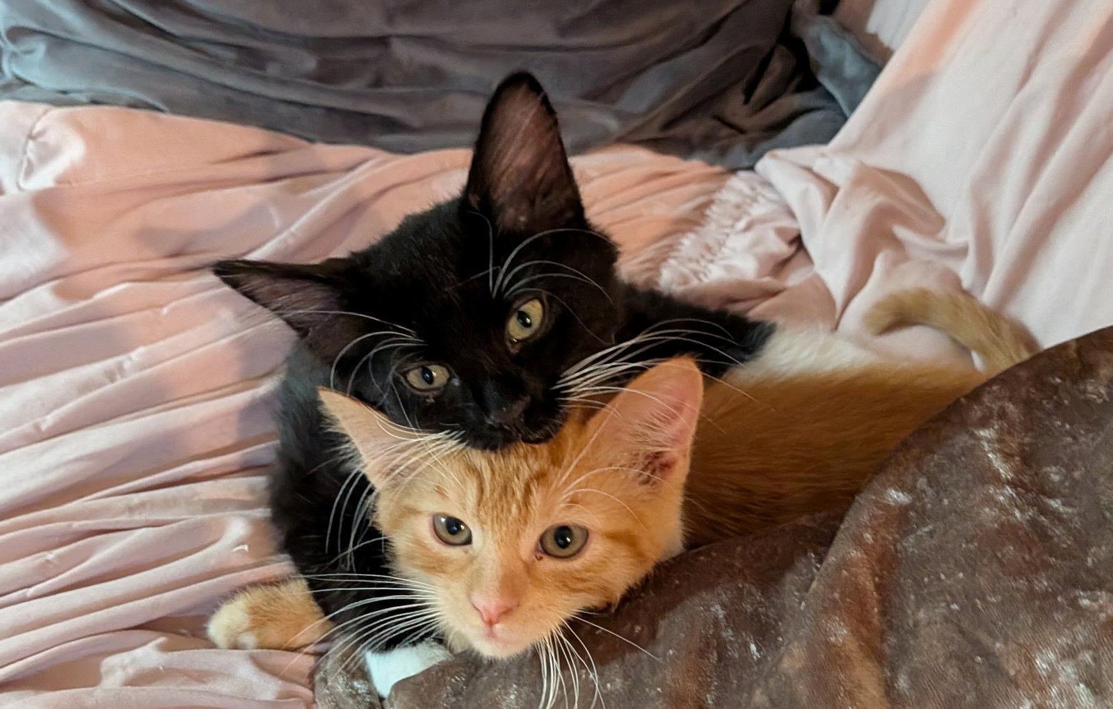 Enlarge Buddy Brothers Newt and Jonesy, a Adopted mixed breed in Hillsboro, OR image 2/3