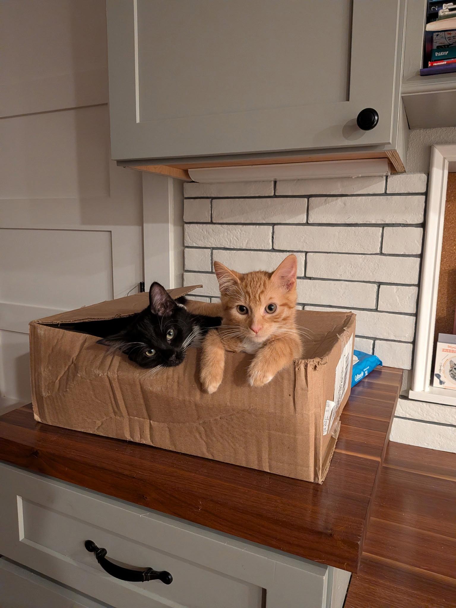 Enlarge Buddy Brothers Newt and Jonesy, a Adopted mixed breed in Hillsboro, OR image 3/3