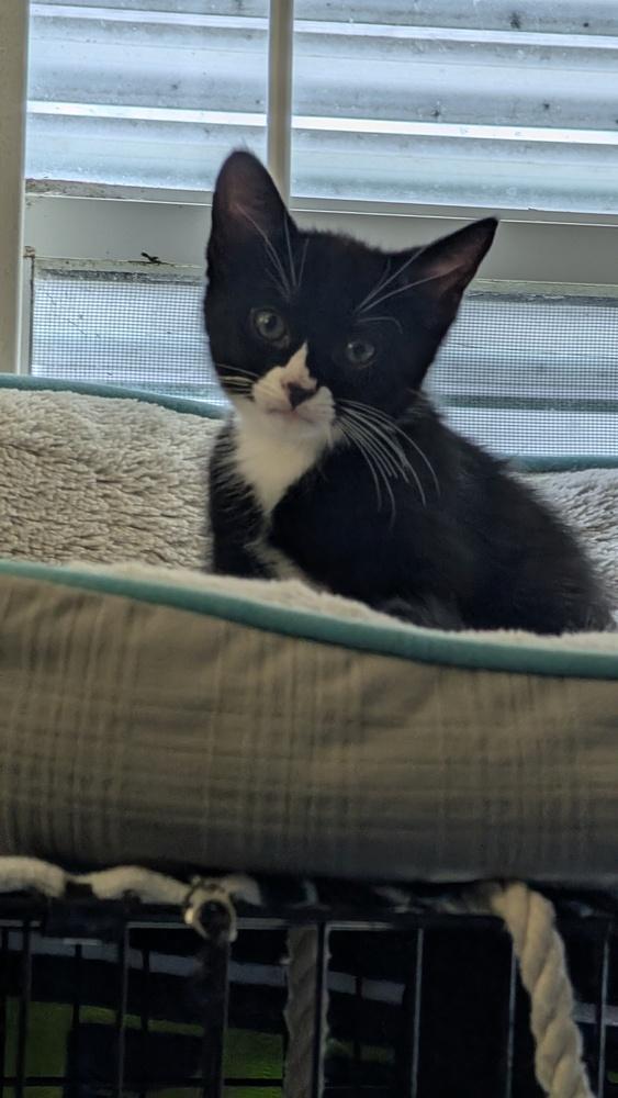 Parsley, Adoptable, Kitten Male Domestic Short Hair.