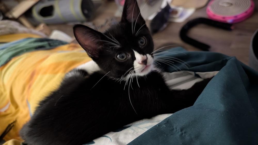 Parsley, a Adoptable mixed breed in Brandon, FL image 4/4