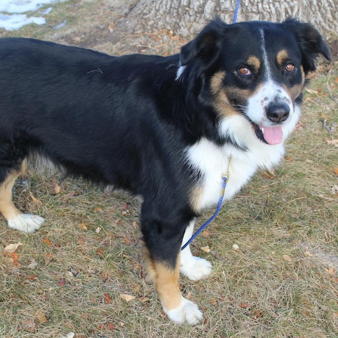 ACE, adopted, Adult Male Australian Shepherd & Bernese Mountain Dog.