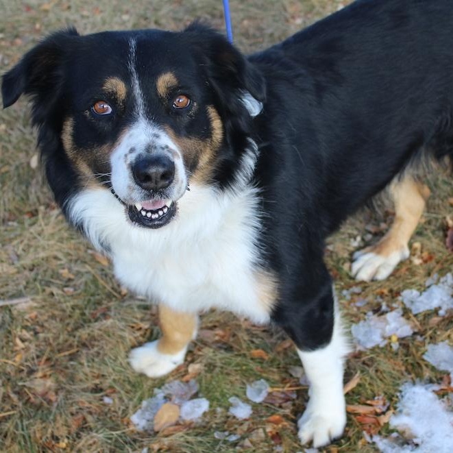 ACE, Adoptable, Adult Male Australian Shepherd & Bernese Mountain Dog.