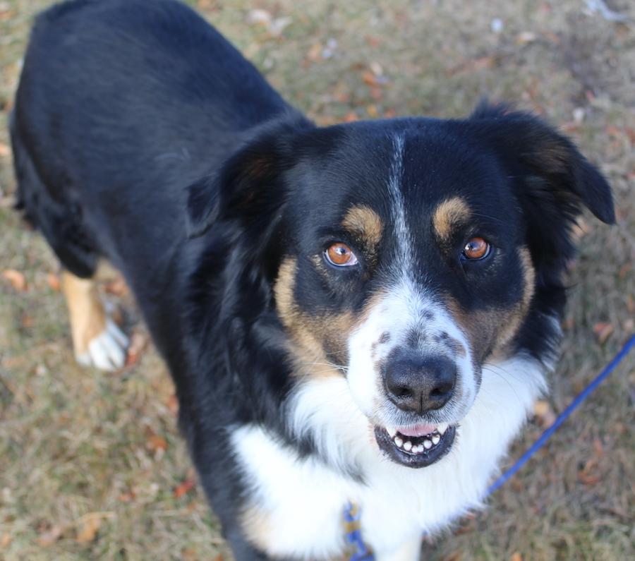 Enlarge ACE, a Adoptable mixed breed in Lakewood, CO image 3/5