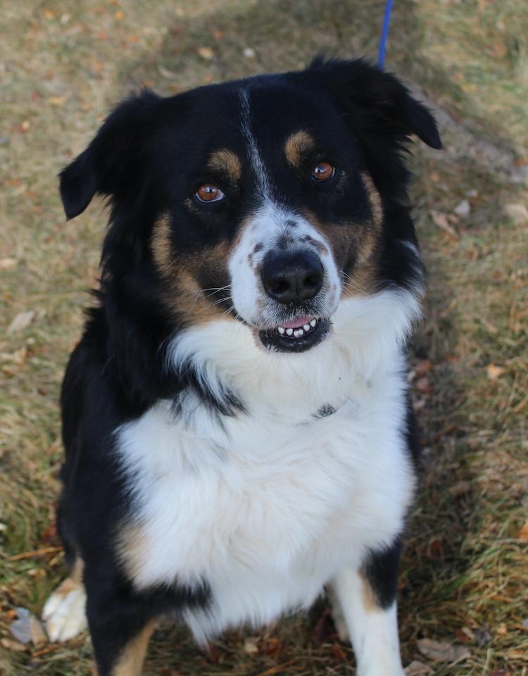 Enlarge ACE, a Adoptable mixed breed in Lakewood, CO image 5/5
