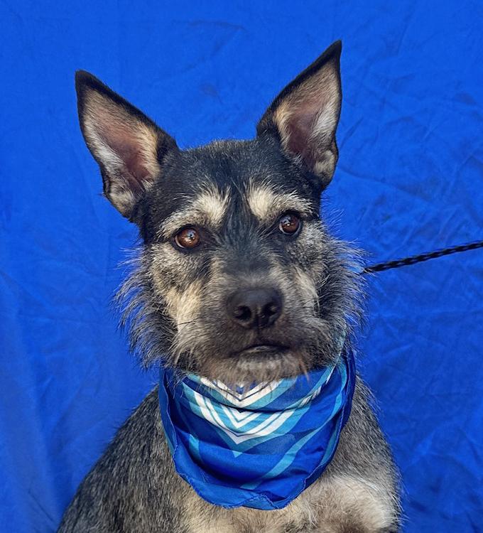 Enlarge FINN, an adoptable mixed breed in Rowland Heights, CA image 2/6
