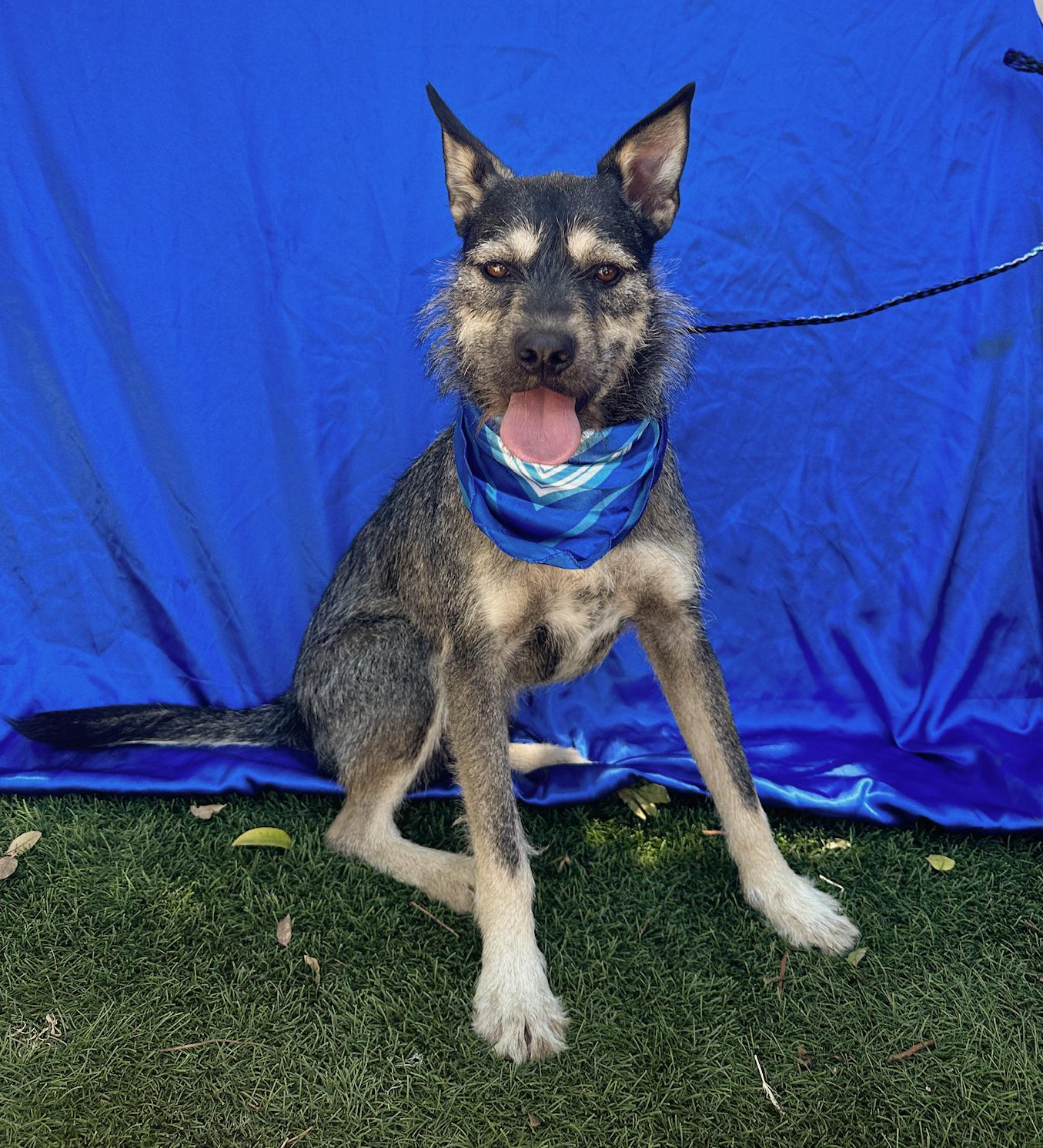 FINN, adoptable, Young Male Schnauzer & Terrier.
