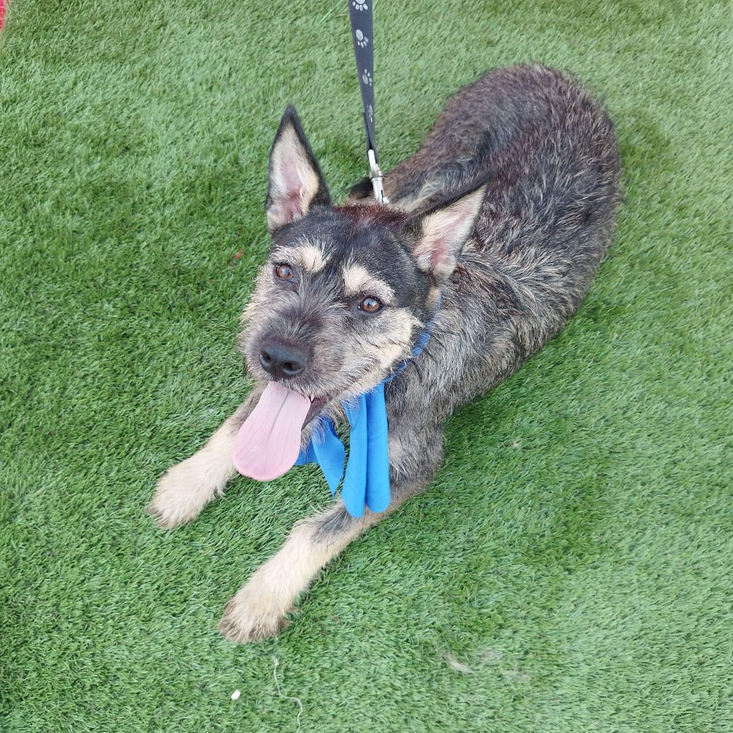Enlarge FINN, an adoptable mixed breed in Rowland Heights, CA image 4/6