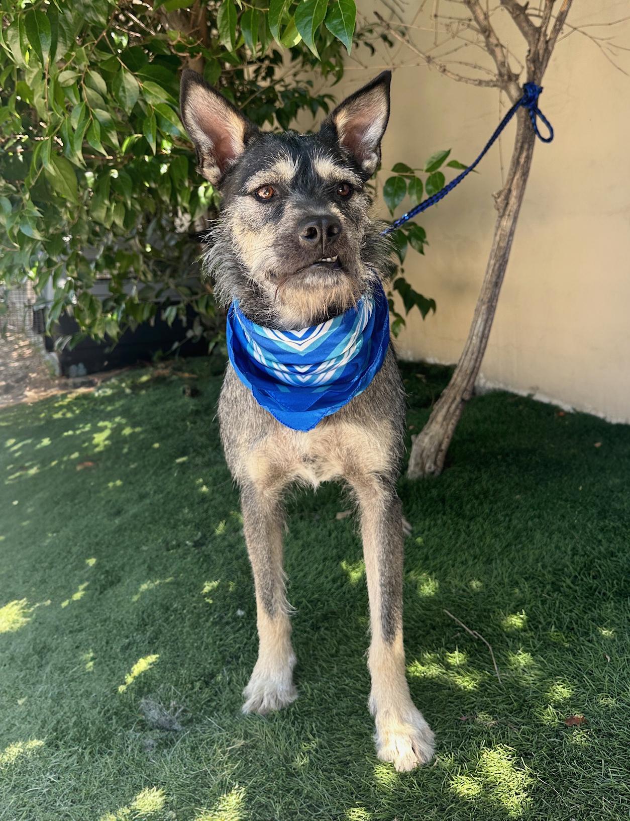 Enlarge FINN, an adoptable mixed breed in Rowland Heights, CA image 3/6