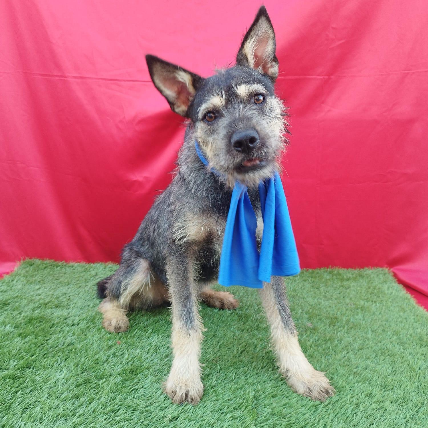 Enlarge FINN, an adoptable mixed breed in Rowland Heights, CA image 5/6