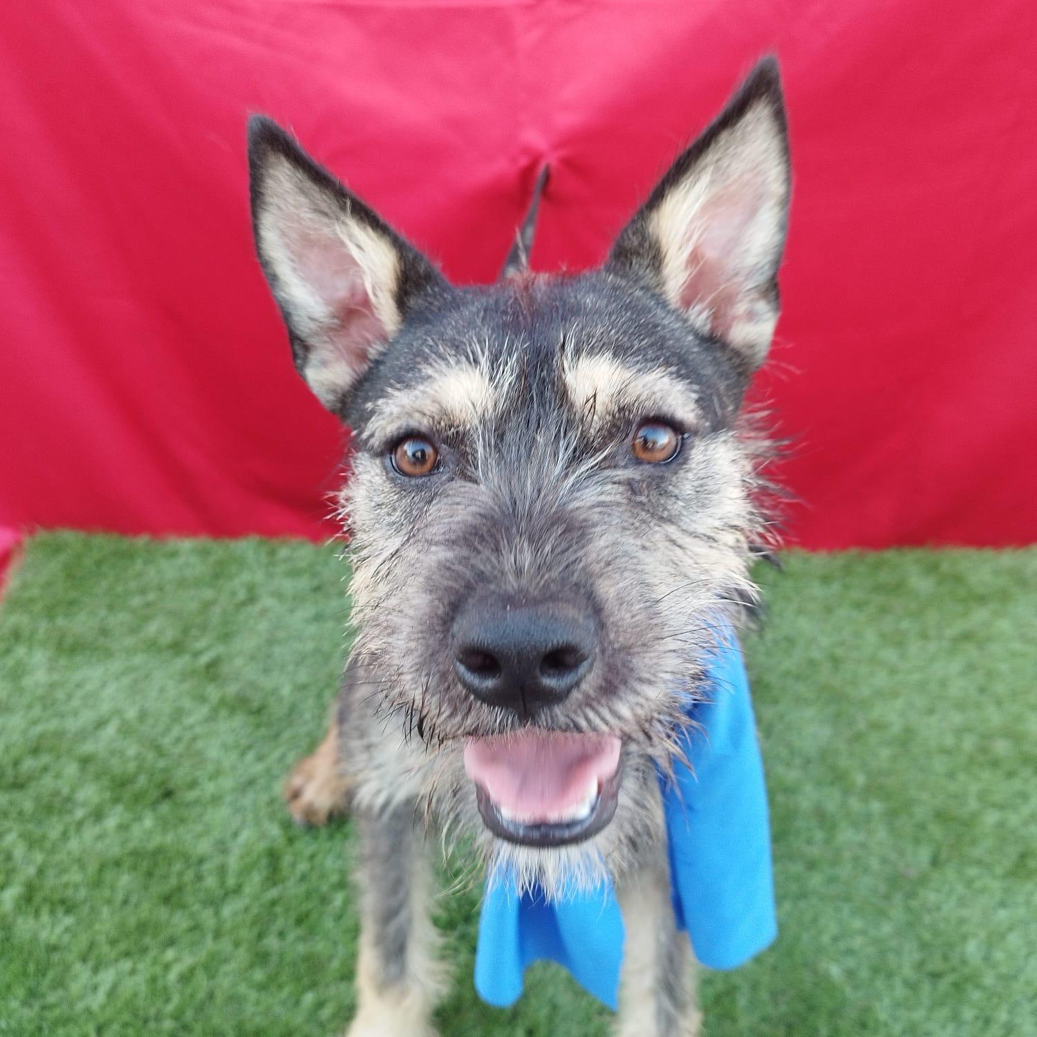 Enlarge FINN, an adoptable mixed breed in Rowland Heights, CA image 6/6