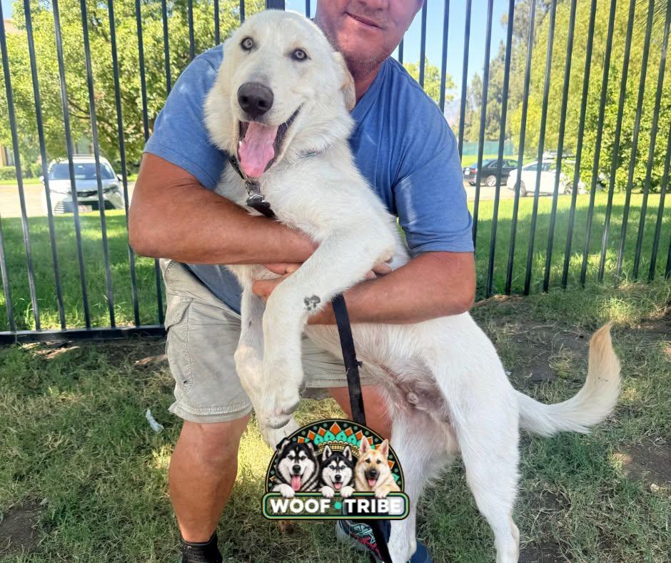 Sam the sweet Aidi guardian dog, Adoptable, Young Male Akbash.