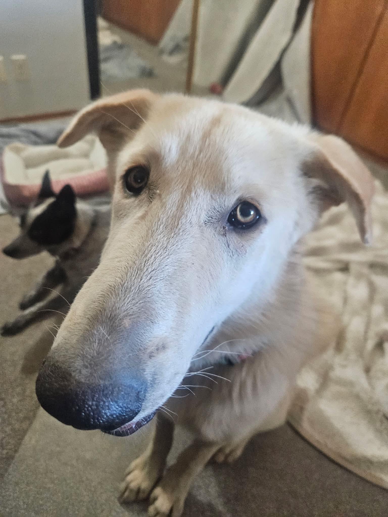 Enlarge Sam the sweet Aidi guardian dog, a Adoptable Akbash in Lancaster, CA image 3/6