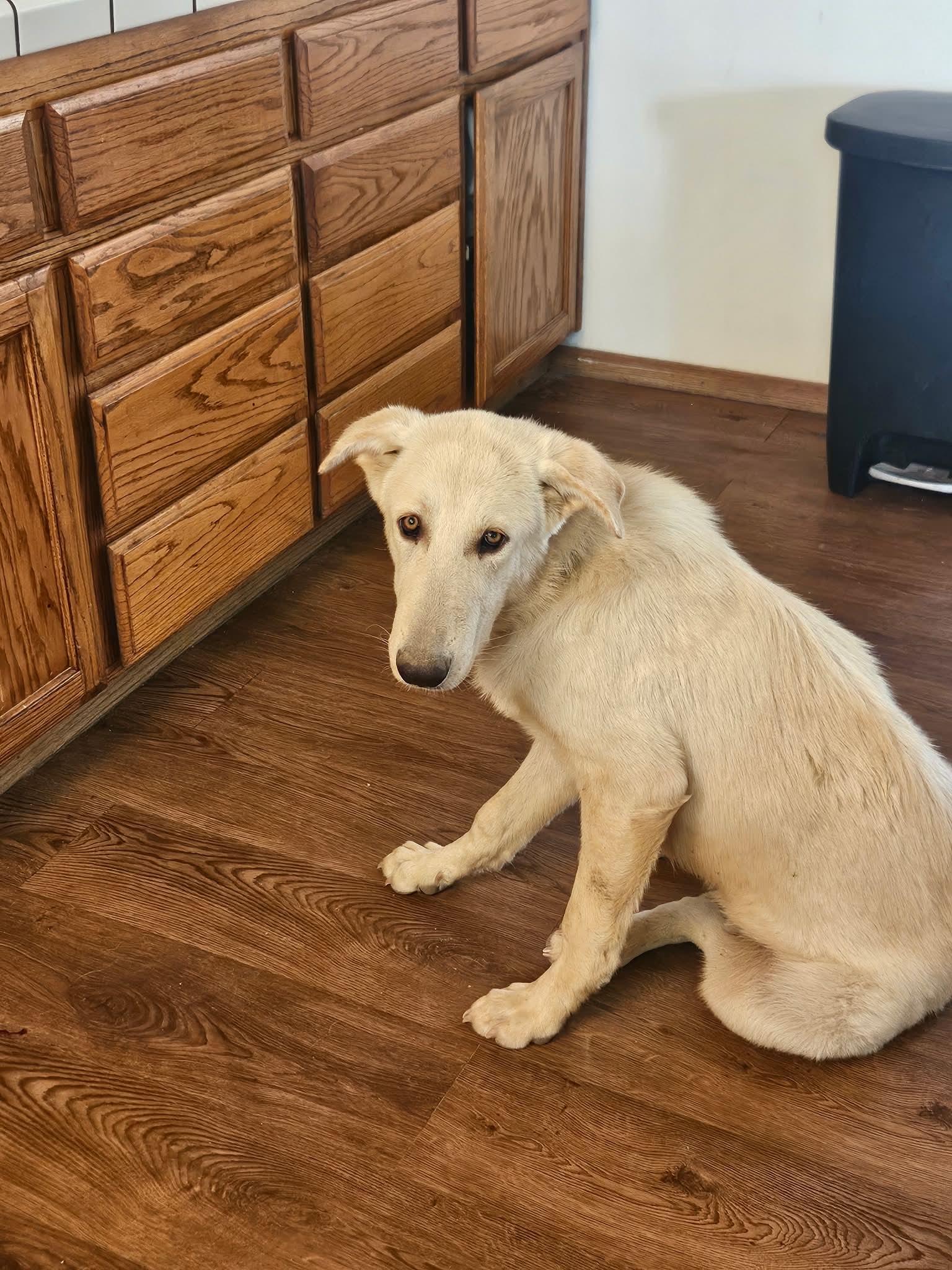 Enlarge Sam the sweet Aidi guardian dog, a Adoptable Akbash in Lancaster, CA image 5/6