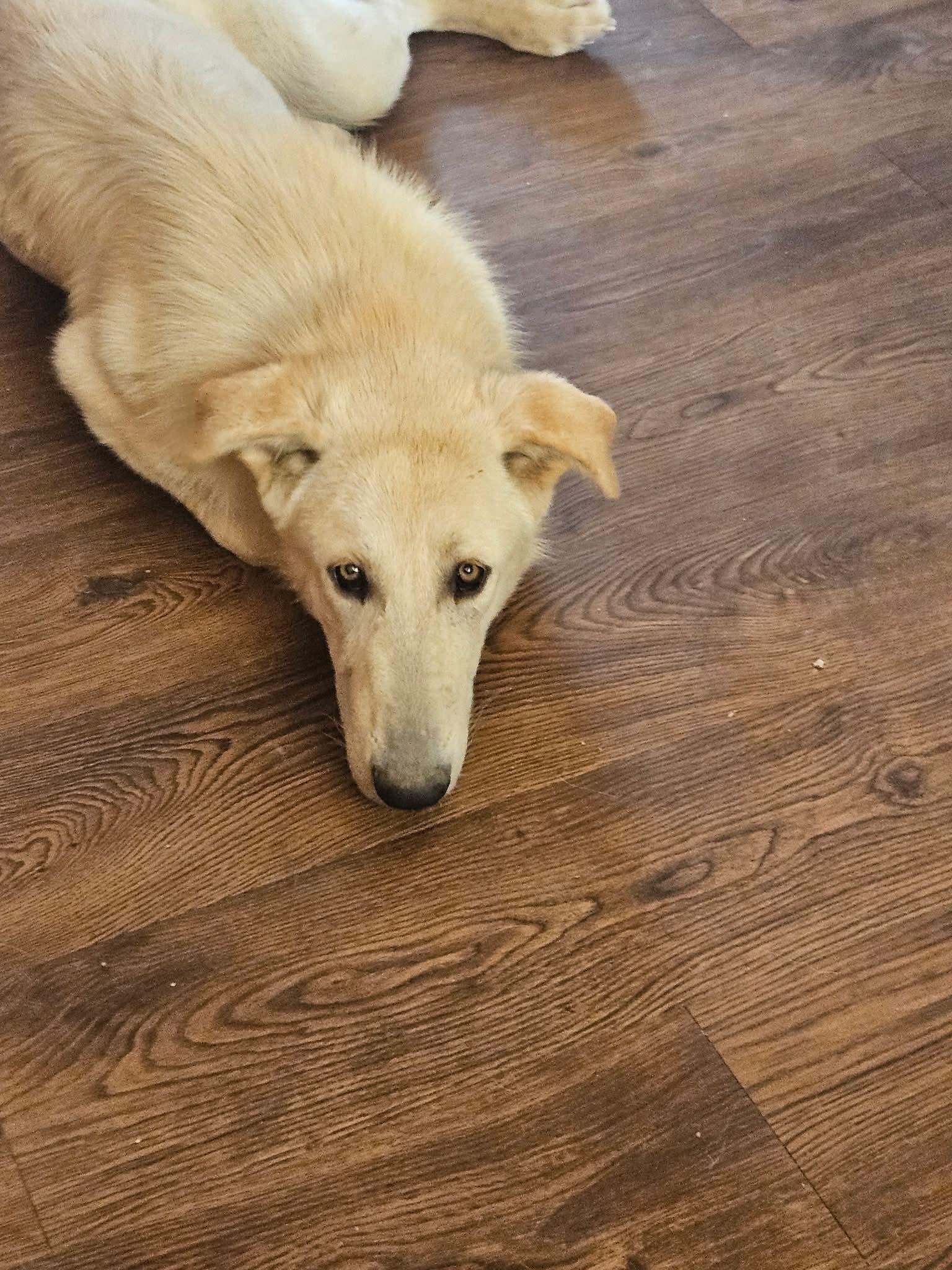 Enlarge Sam the sweet Aidi guardian dog, a Adoptable Akbash in Lancaster, CA image 4/6