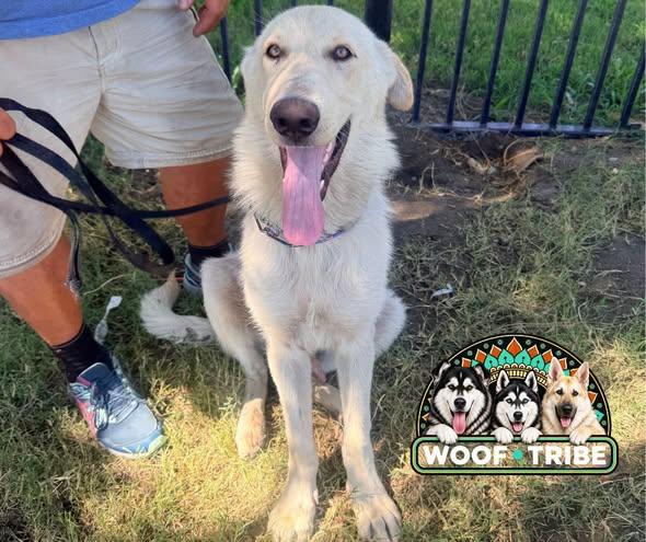 Enlarge Sam the sweet Aidi guardian dog, a Adoptable Akbash in Lancaster, CA image 2/6