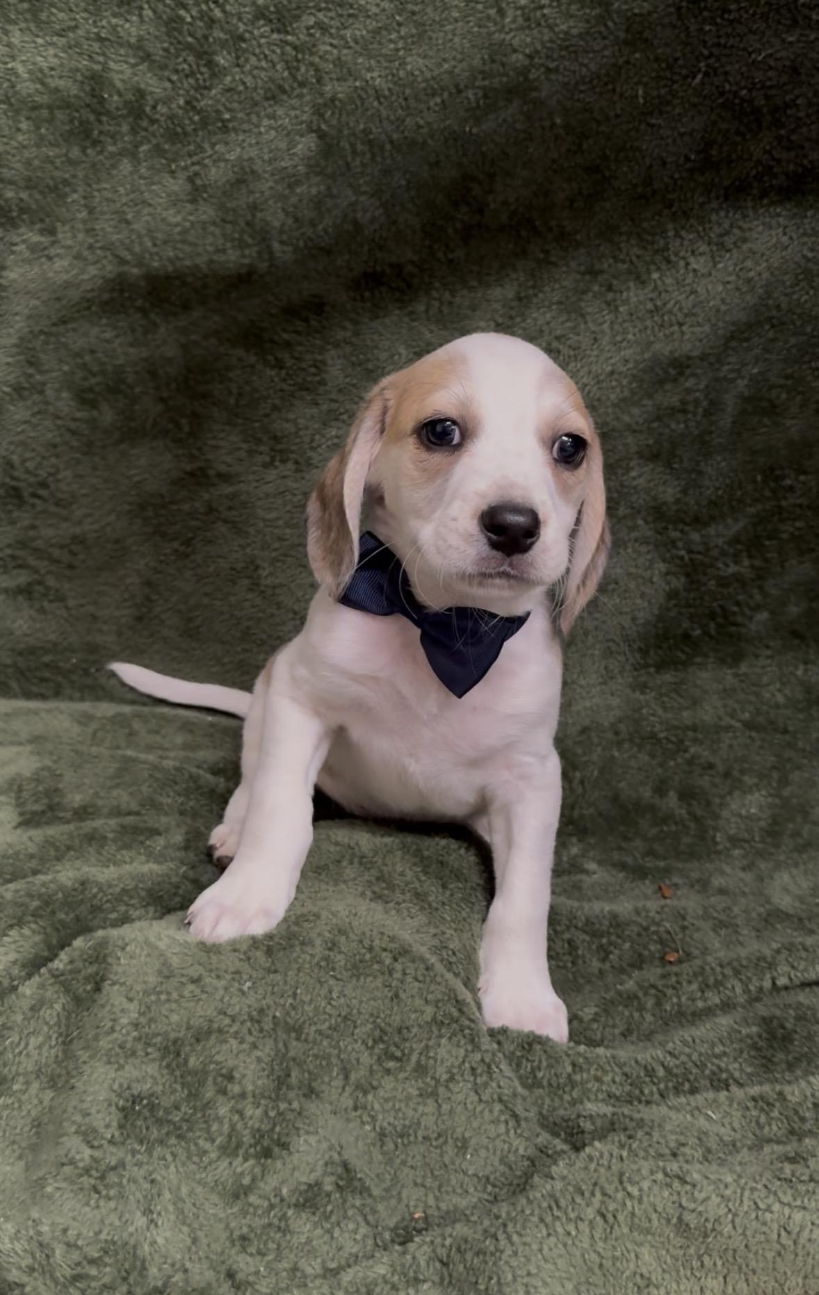 Binotto, a ADOPTABLE Beagle in Knoxville, TN image 2/3
