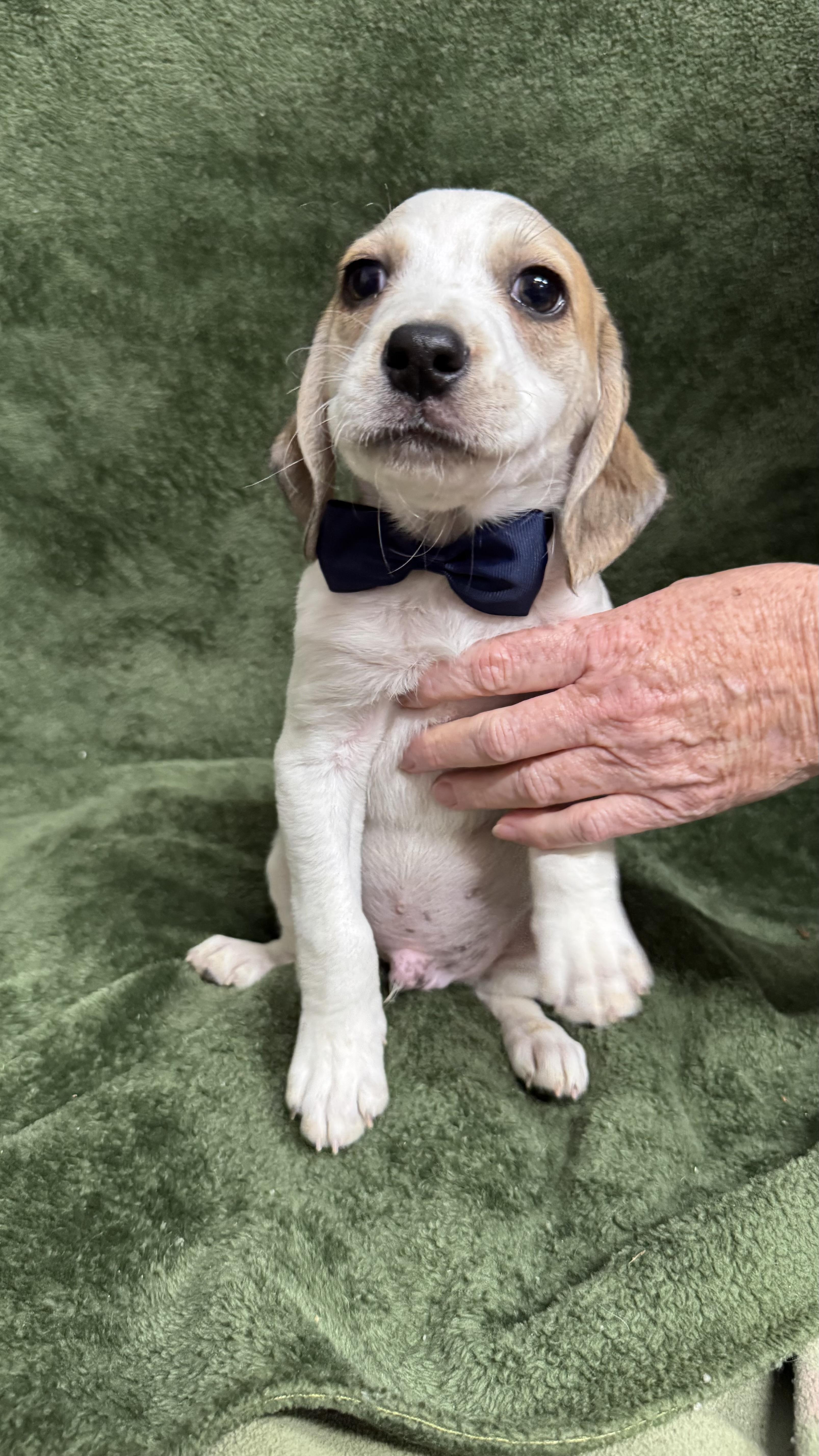 Binotto, a ADOPTABLE Beagle in Knoxville, TN image 1/3