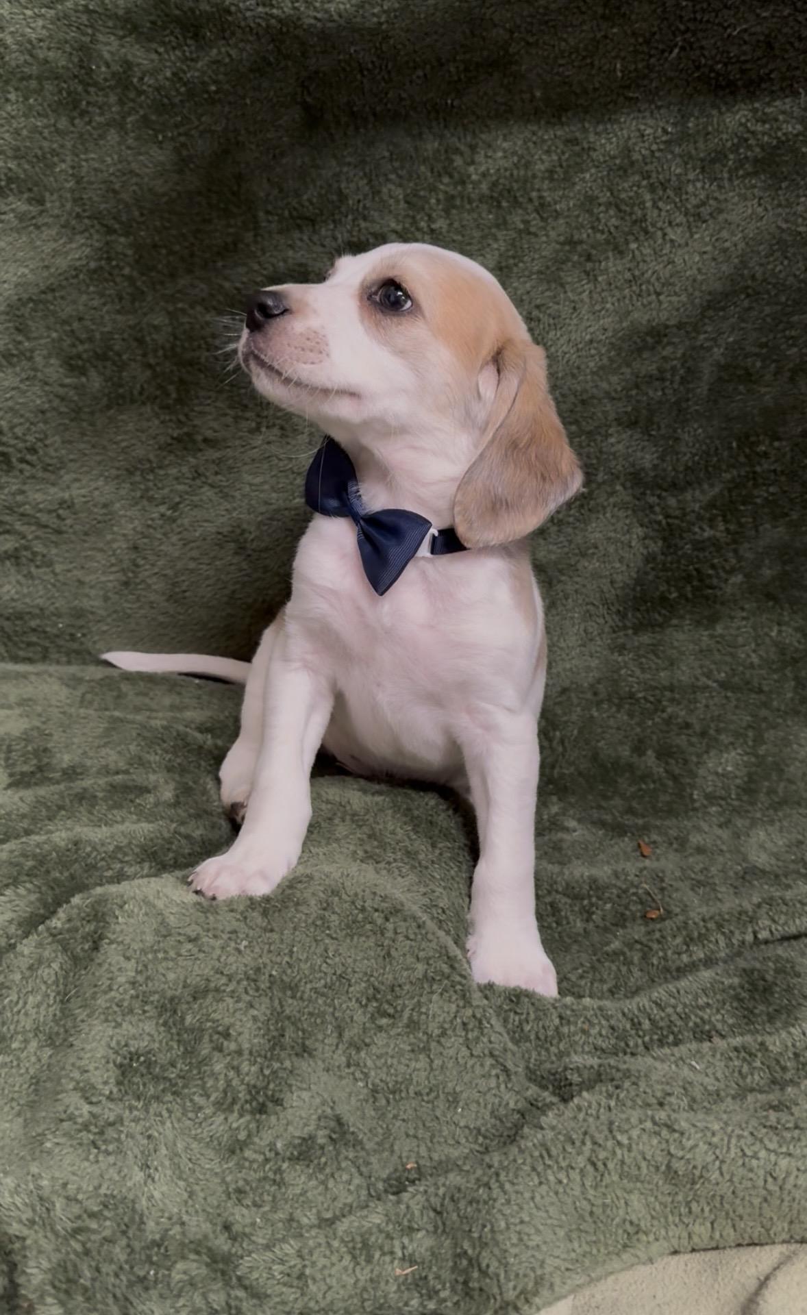 Binotto, a ADOPTABLE Beagle in Knoxville, TN image 3/3