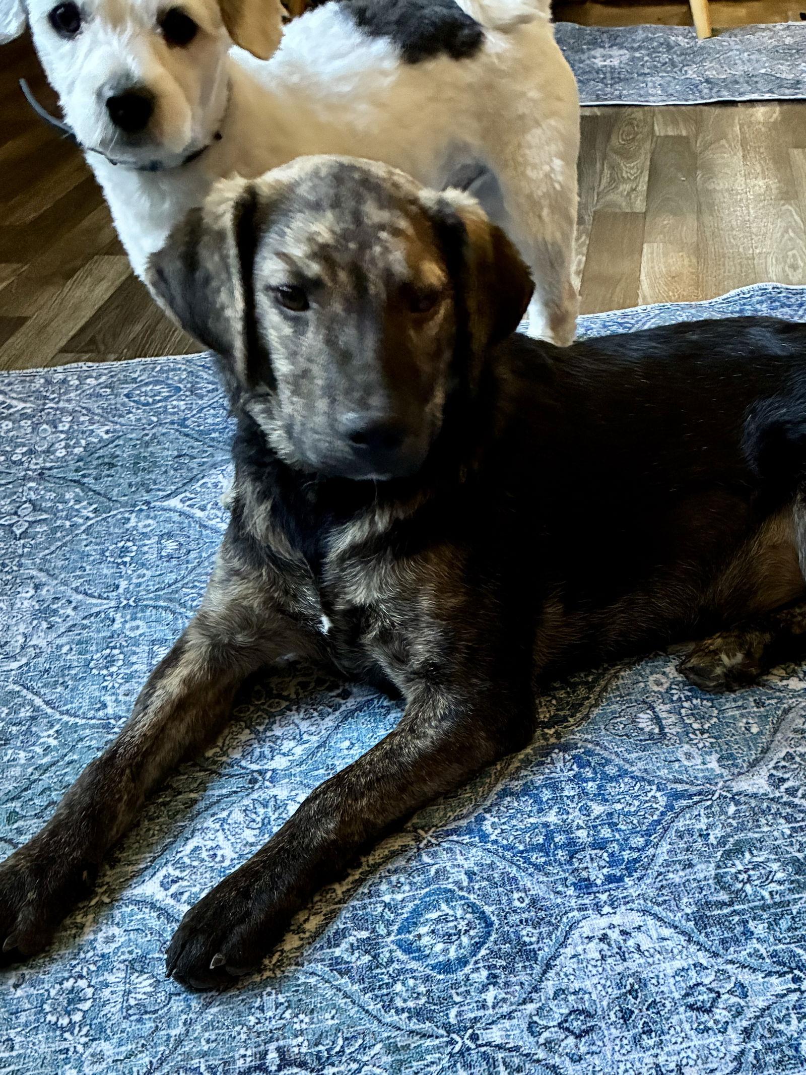 Shelby Lynn, a Adoptable Plott Hound in Middlesex, NC image 1/3