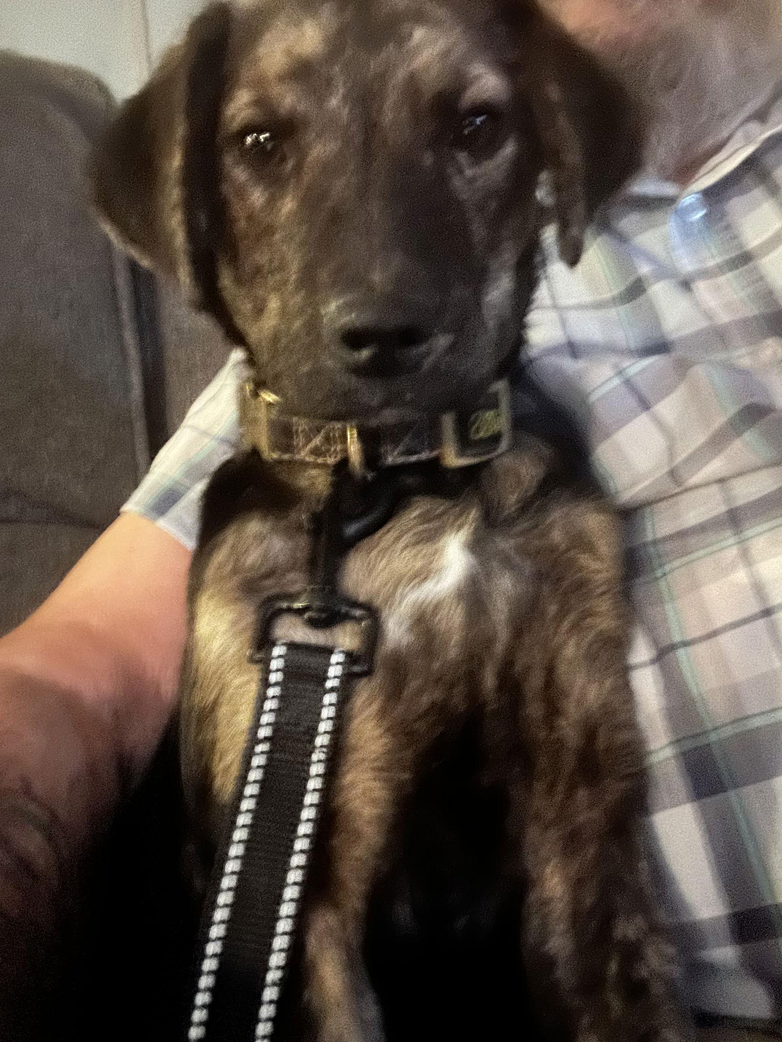 Shelby Lynn, a Adoptable Plott Hound in Middlesex, NC image 2/3