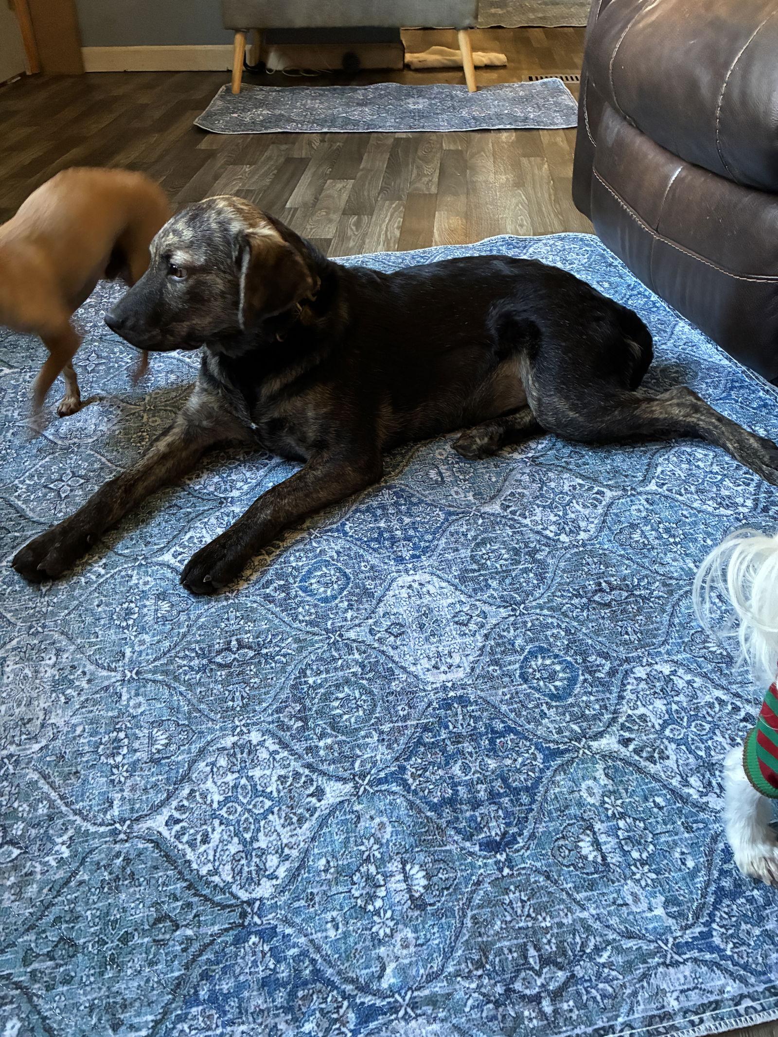 Shelby Lynn, a Adoptable Plott Hound in Middlesex, NC image 3/3