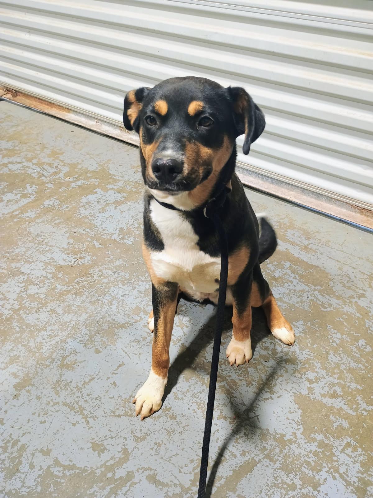 Bella, ADOPTABLE, Adult Female German Shepherd Dog & Labrador Retriever.