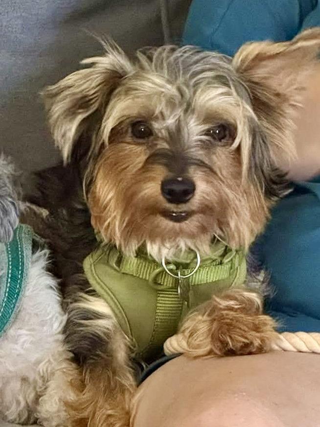Enlarge Nigel York, a Adoptable Yorkshire Terrier in Alpharetta, GA image 1/1