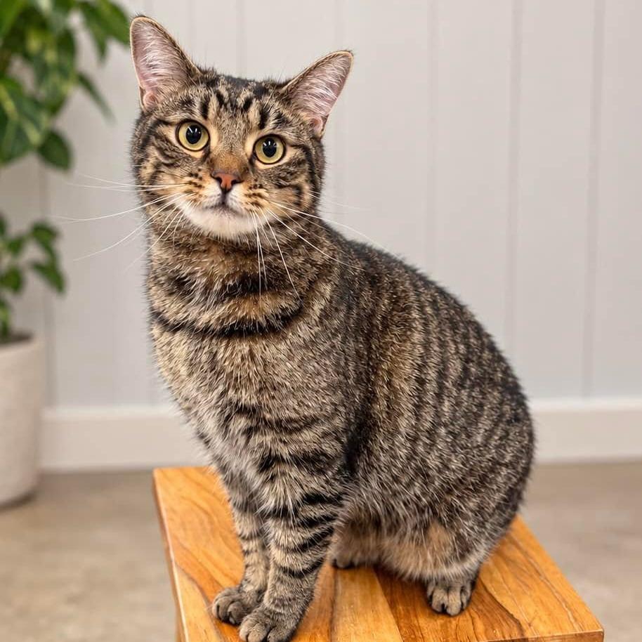 Enlarge Peter, a Adoptable Domestic Short Hair in Pittsburgh, PA image 1/4