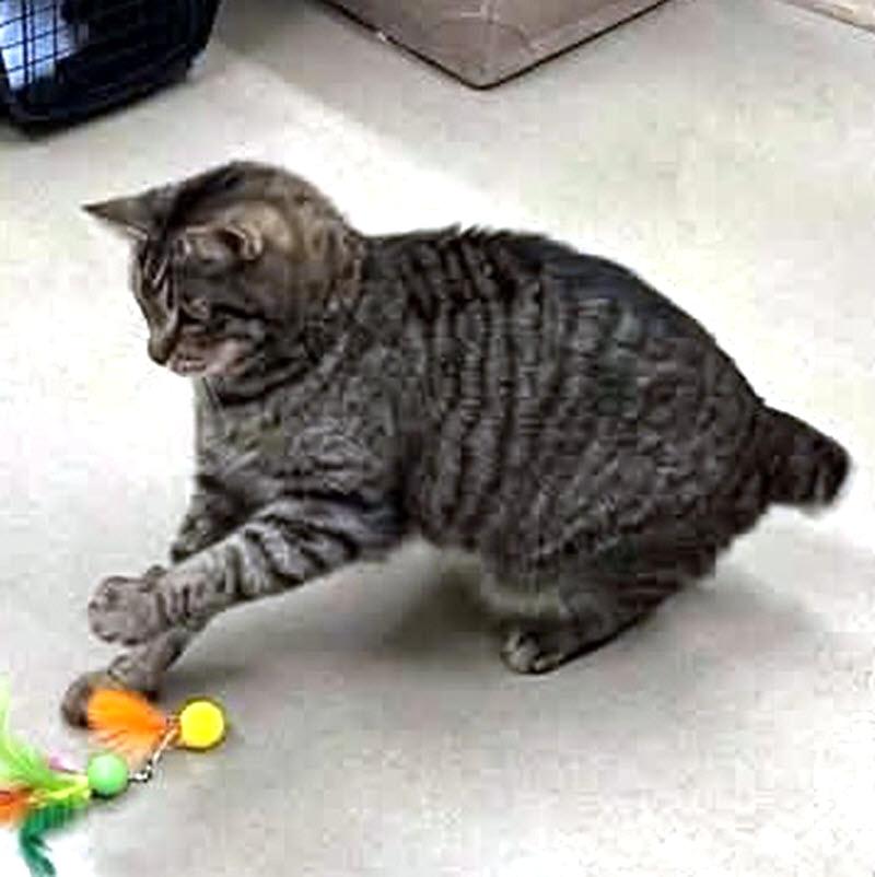 Enlarge Peter, a Adoptable Domestic Short Hair in Pittsburgh, PA image 4/4