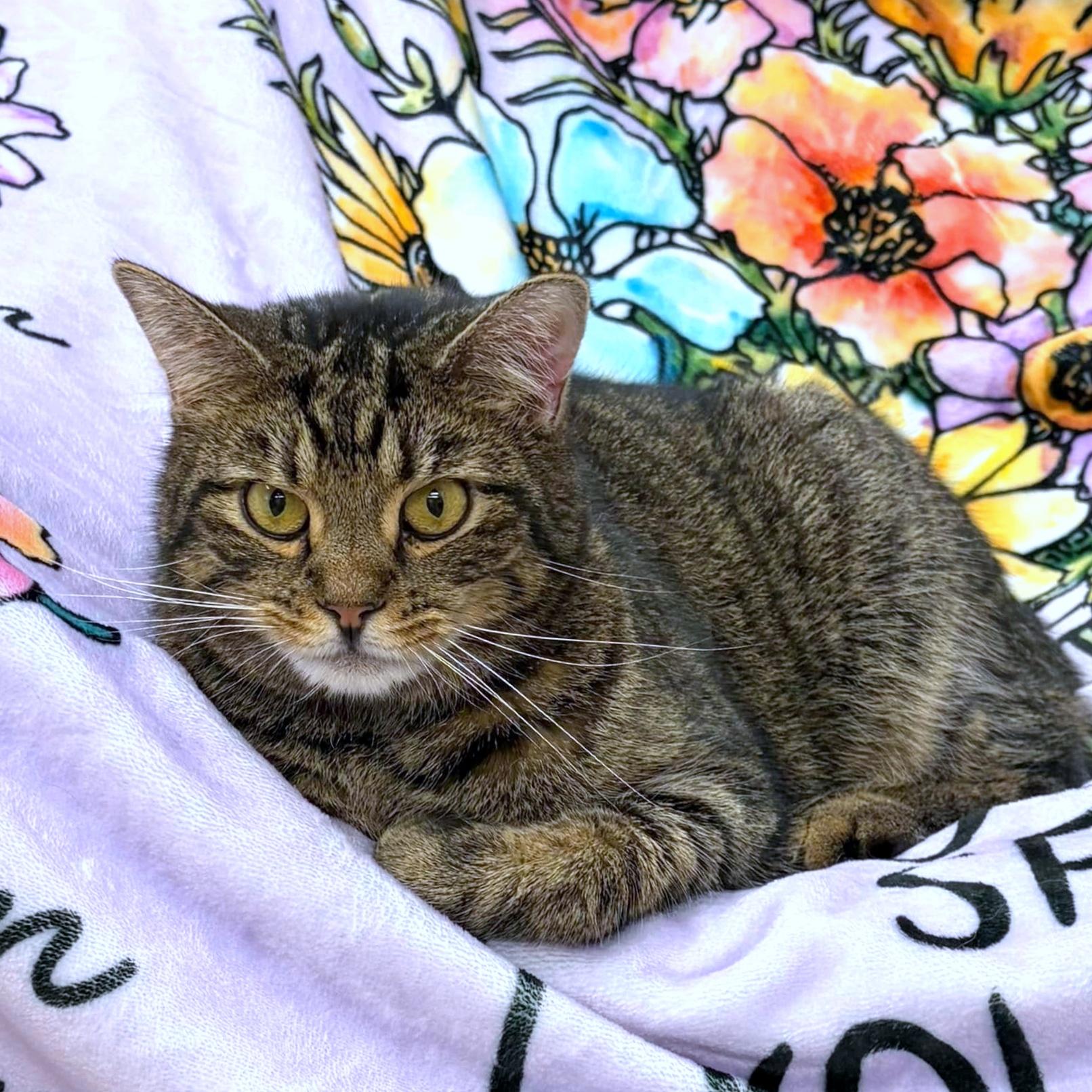 Enlarge Peter, a Adoptable Domestic Short Hair in Pittsburgh, PA image 3/4