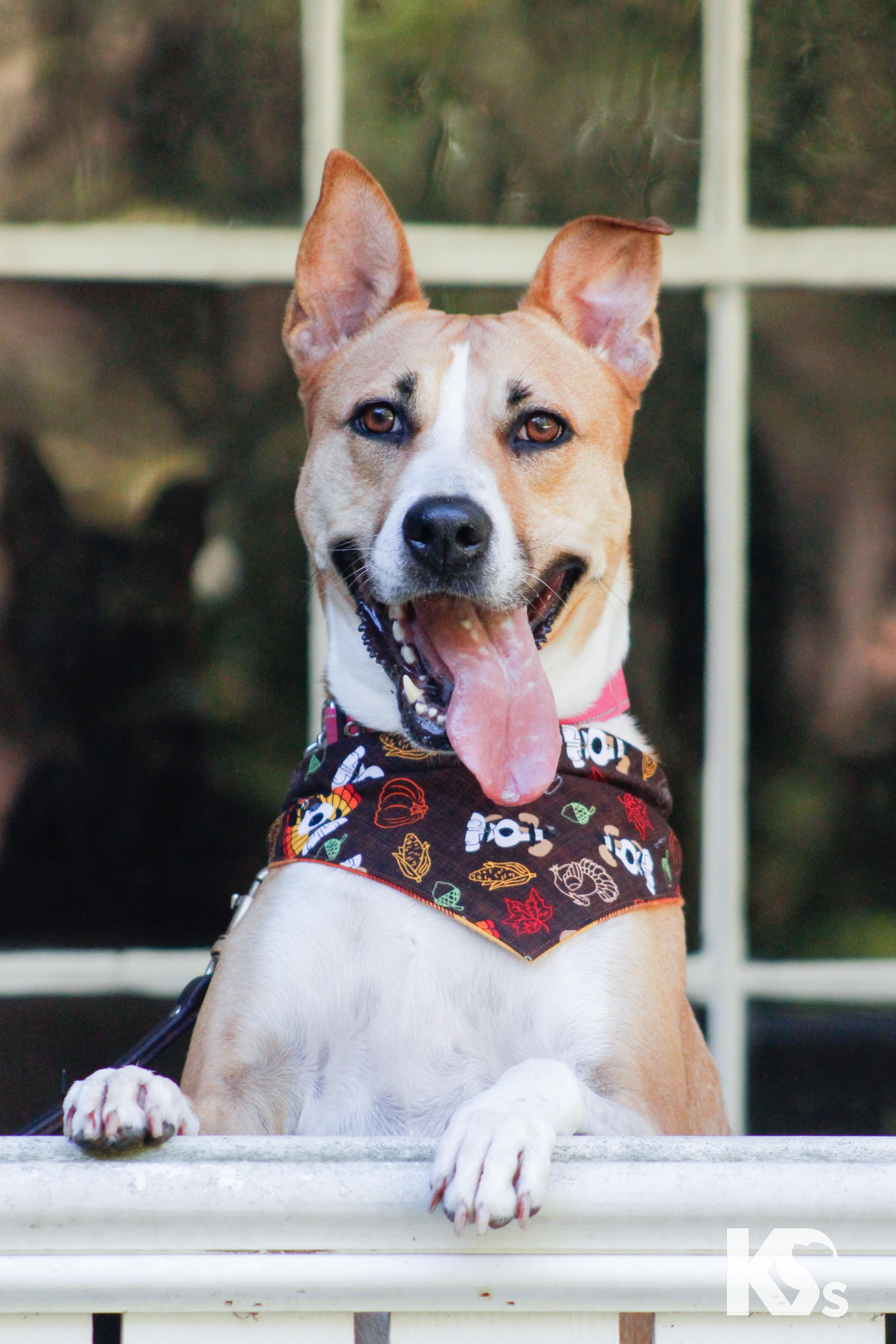 Charmy, Adoptable, Adult Female Basenji & Rhodesian Ridgeback.
