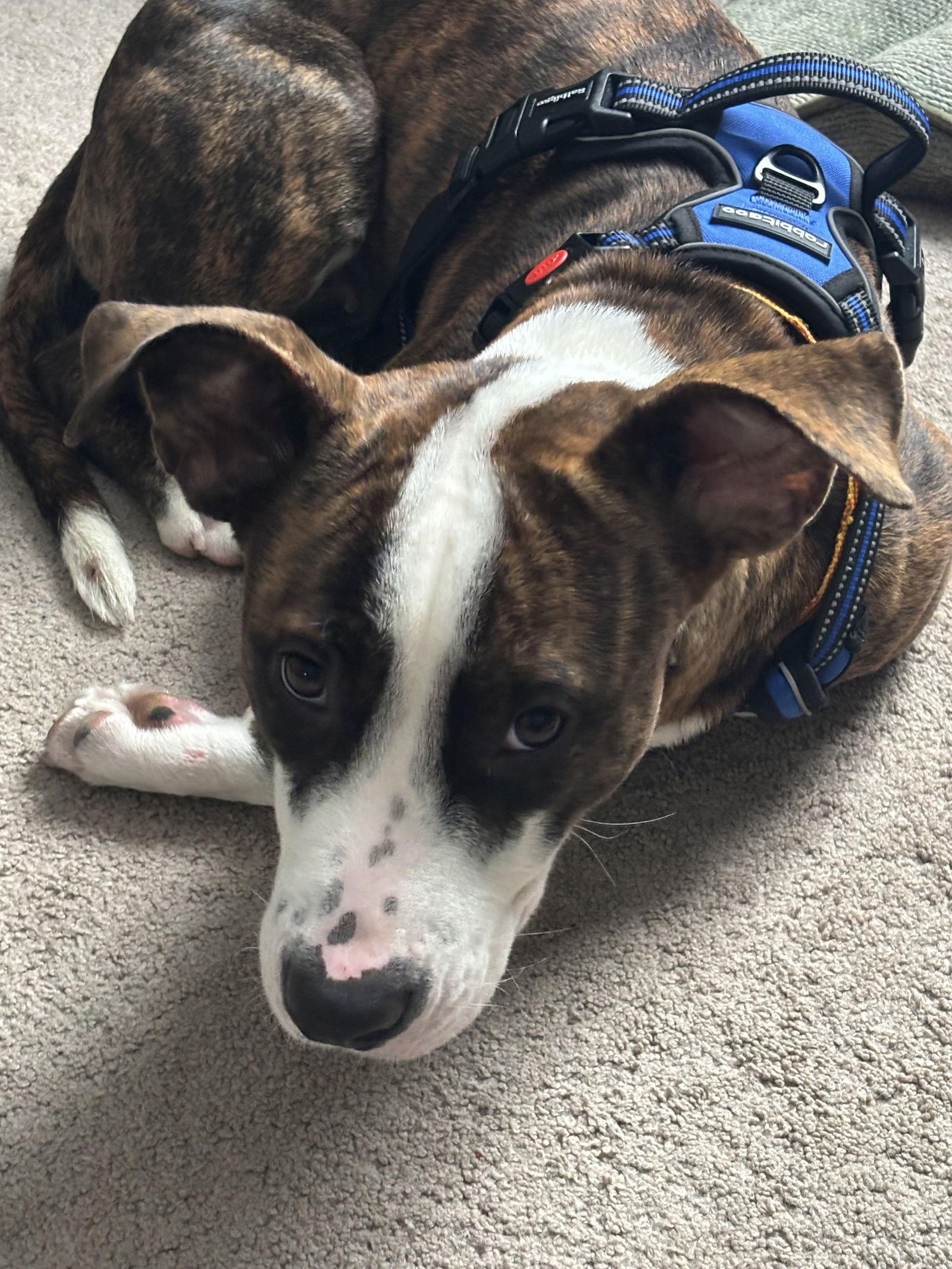 Lizzie, a Adoptable mixed breed in Springville, NY image 3/3