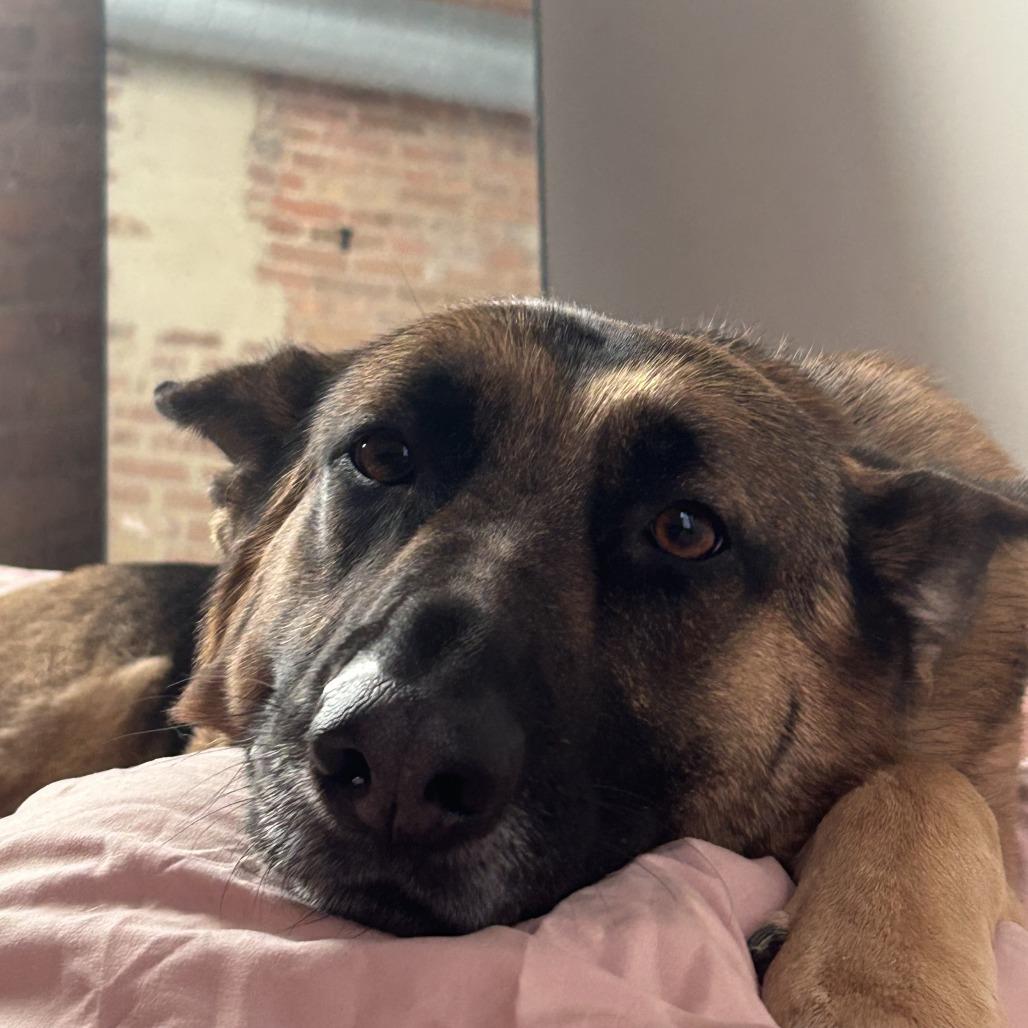 Xena, a Adoptable German Shepherd Dog in Chicago, IL image 1/6