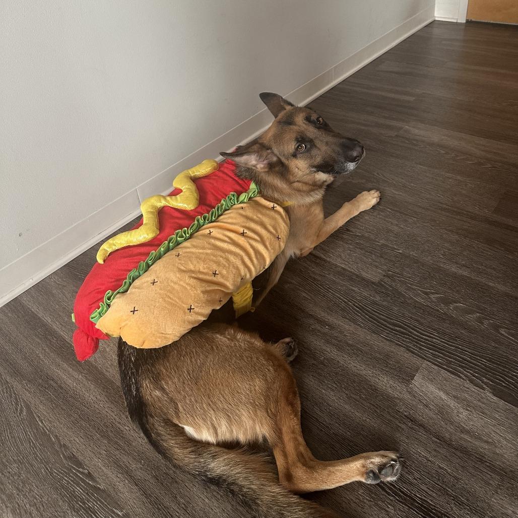 Xena, a Adoptable German Shepherd Dog in Chicago, IL image 2/6
