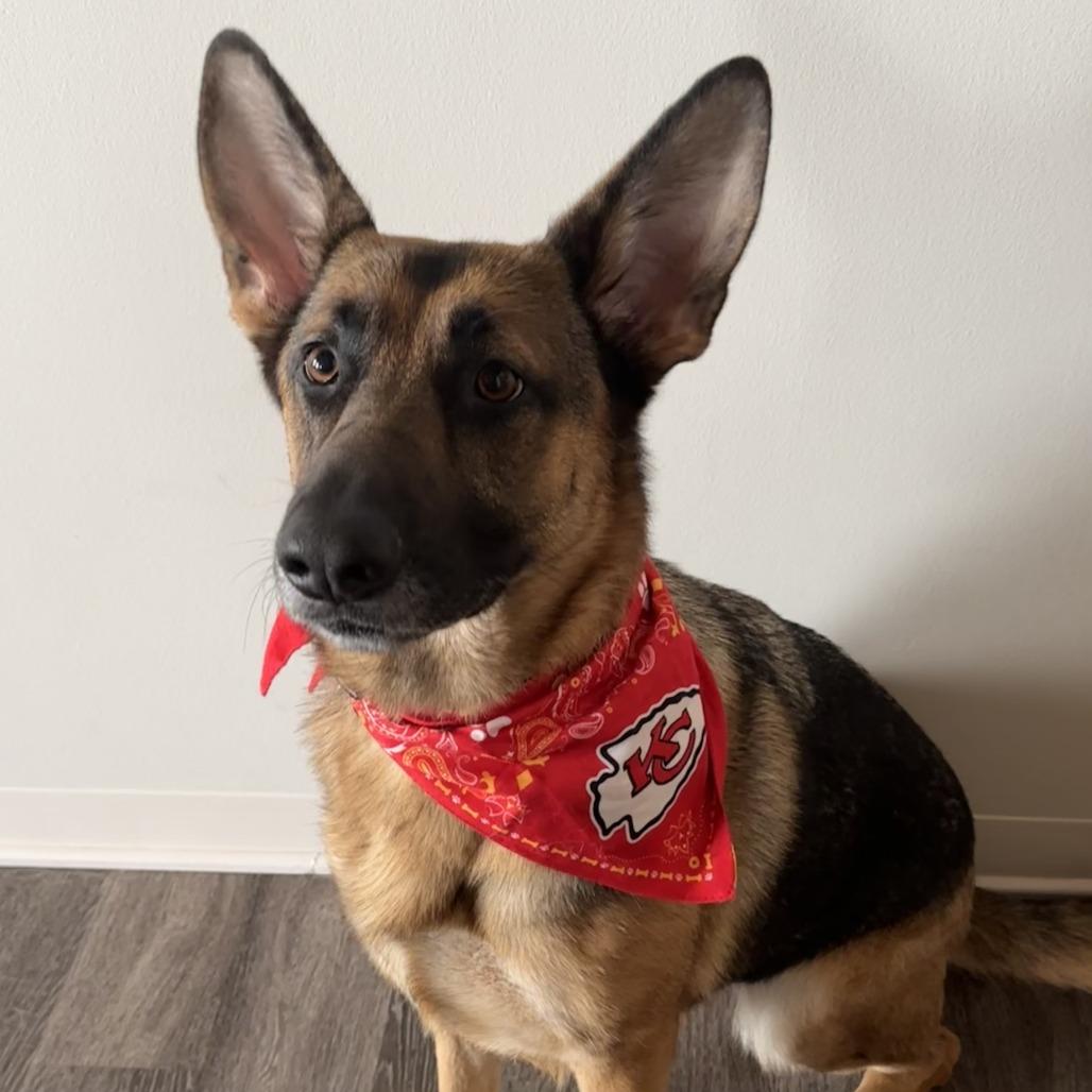 Xena, a Adoptable German Shepherd Dog in Chicago, IL image 3/6