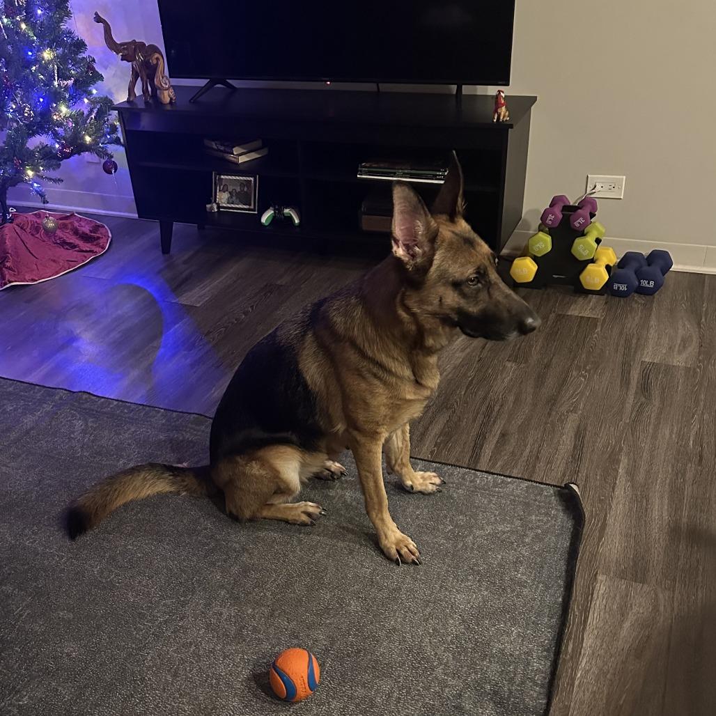 Xena, a Adoptable German Shepherd Dog in Chicago, IL image 4/6