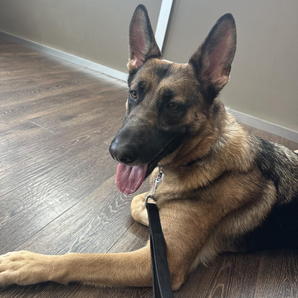 Xena, a Adoptable German Shepherd Dog in Chicago, IL image 5/6
